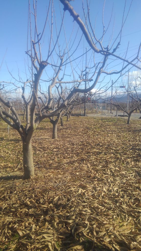 栗の木剪定中 栗栽培もしております